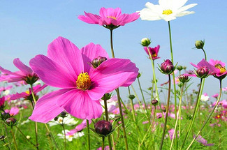 【北京一周一山·百花山】早鸟优惠来袭丨云海翻涌处，百花自成诗‌‌丨京西屋脊的云端花毯 ——这里的草甸会开花，云雾会写诗 ~