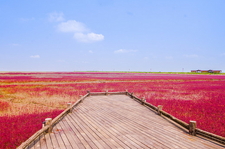 惊艳了世界的“20余万亩红”，又到了最佳的观赏时节！