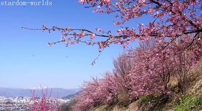 又到了樱花盛开的季节 日本乡村自然风景花见山