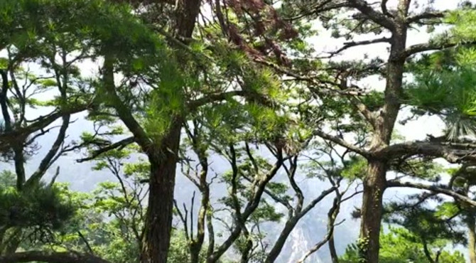 庐山大天池龙首崖，让你无奈