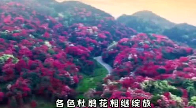 这就是大自然的馈赠，贵州百里杜鹃陆续盛开，让人美到窒息我爱了！
