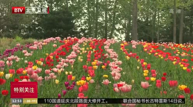 北京国际鲜花港开放户外展区 每日限流1.5万人次