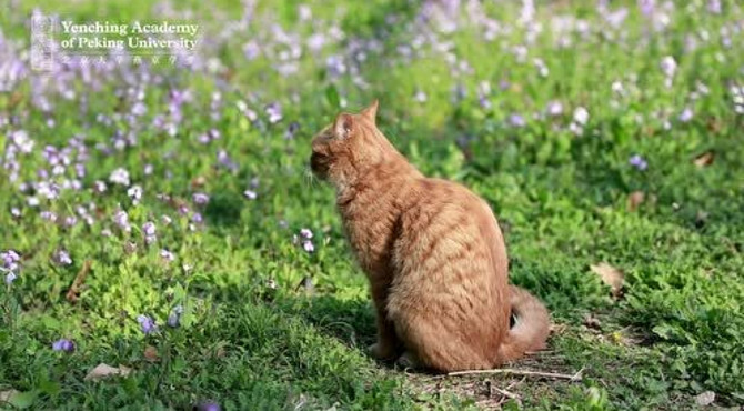 北大燕南园的猫