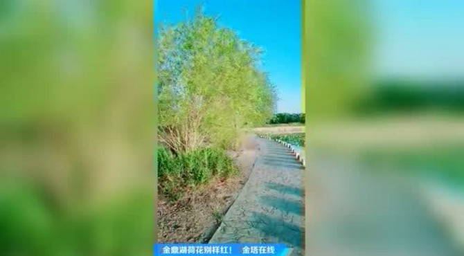 美呆了！金塔金鼎湖荷花别样红哎