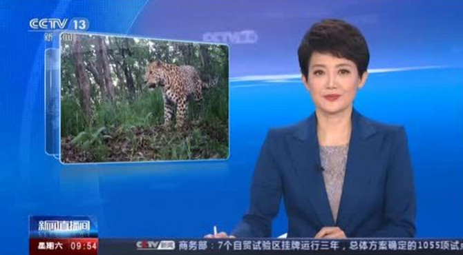 陕西首次在自然保护区外监测到金钱豹