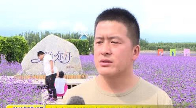 师市薰衣草观光园区迎来夏季旅游高峰