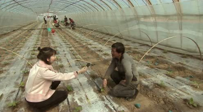 南岗子村的菇娘  好“钱”景