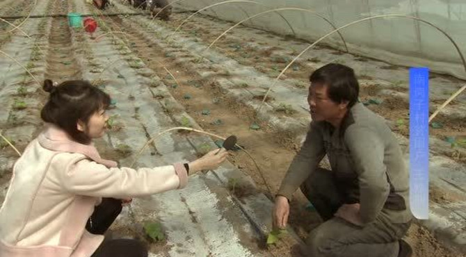 南岗子村的菇娘  好“钱”景