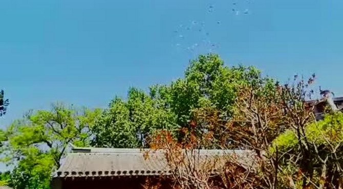 史家胡同博物馆 鸽群