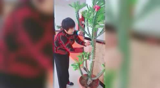 养了十年的龙骨终于开花了