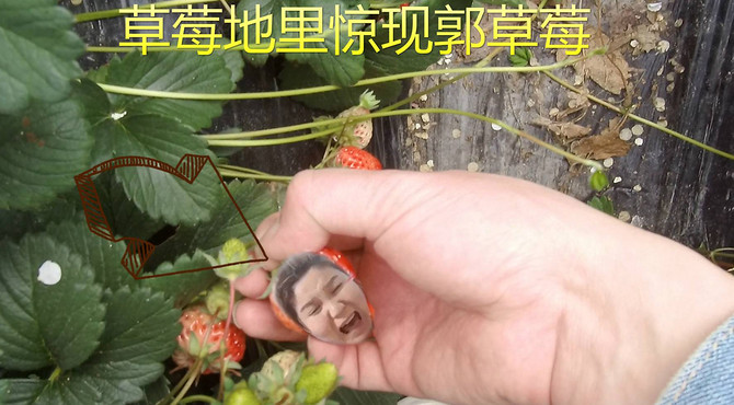 快乐沙雕青年，全程帅气逼人采摘草莓，摘到郭草莓