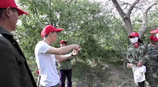 能百旺苹果幼果期