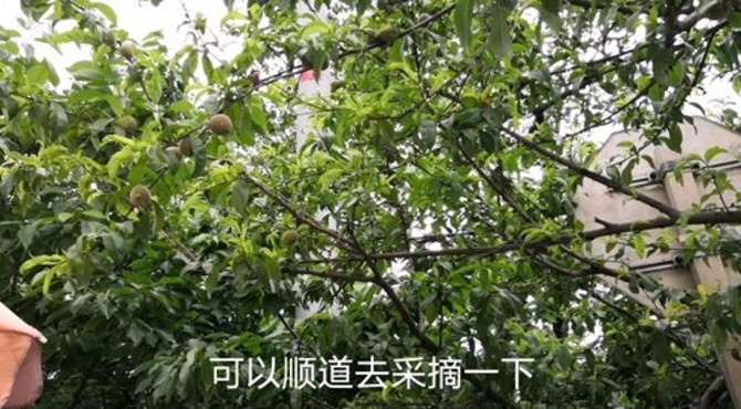 北京京郊游 樱桃采摘季节 看看昌平采摘樱桃多少价格