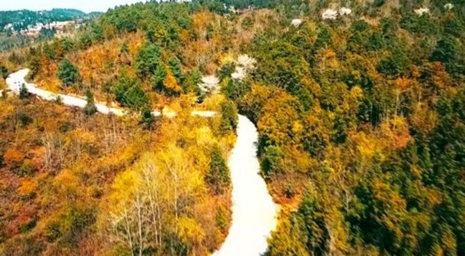 航拍松林山路汽车