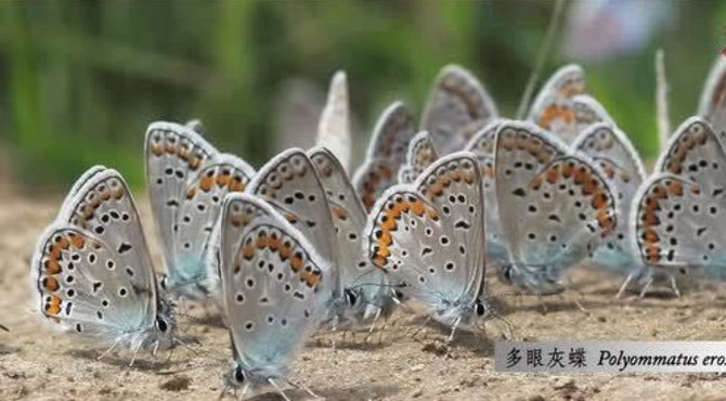 野鸭湖湿地公园