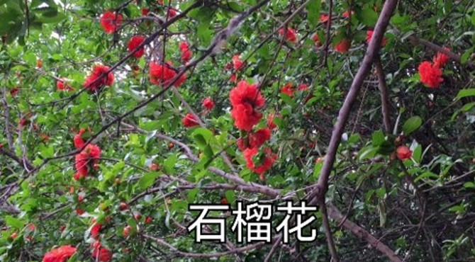 洛浦公园的石榴花开了