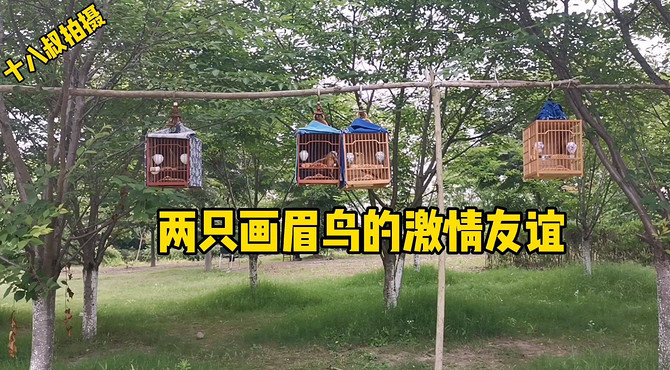上海公园里两只画眉鸟的激情友谊瞬间，它们隔着鸟笼玩得兴奋不已。最近惊奇的发现上海市浦东航头遛鸟好地方