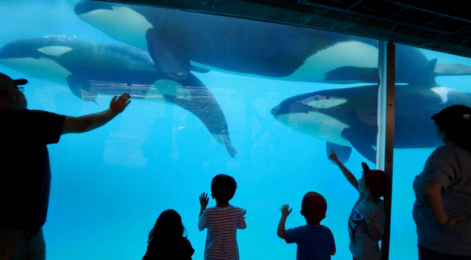 关闭海洋世界真的就环保了吗？游览全球最大的海洋主题公园 San Diego Sea World-Vl