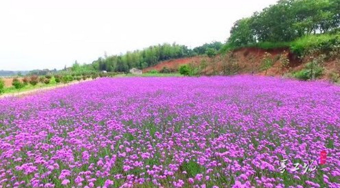 纸鸢香草庄园