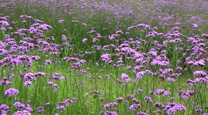 紫海印象  薰衣草庄园