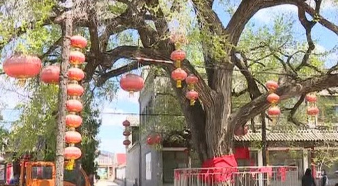 北京世园公园鲜花绽放 “五一”游玩好去处