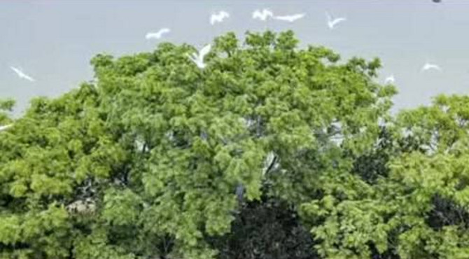 海口凤翔公园 白鹭 纪录片 黄一笑摄影作品