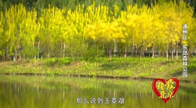 我爱北京：通州区东郊森林公园