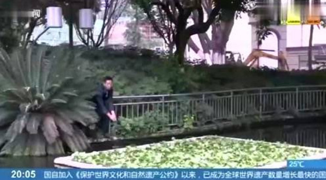 大渡口“明星”莽子鱼受伤，查看监控，管理员直接“报警”