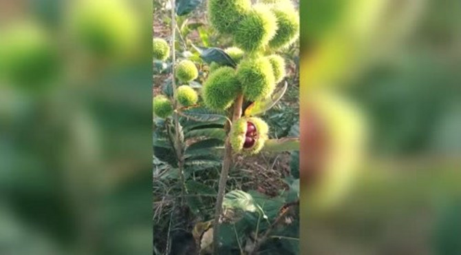 这种板栗当年种植当年结果，厉害了！
