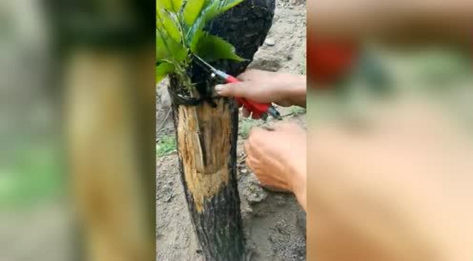 示范板栗掐尖