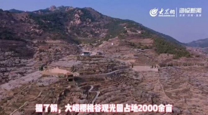实拍：北宅樱桃花开满山 樱桃有望大丰收