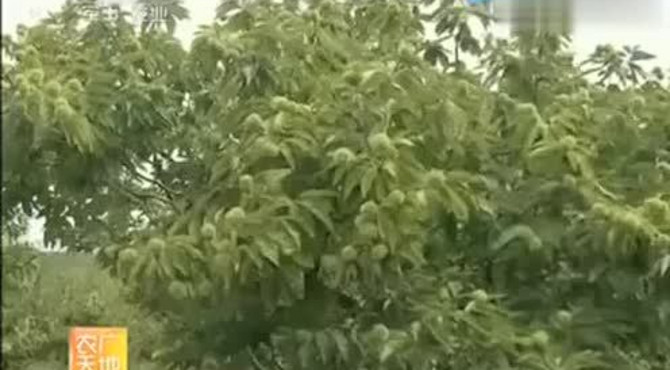 板栗优良品种介绍