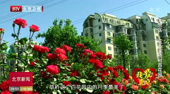 我爱北京：带你走进草桥百花园 ，欣赏月季吐芬芳
