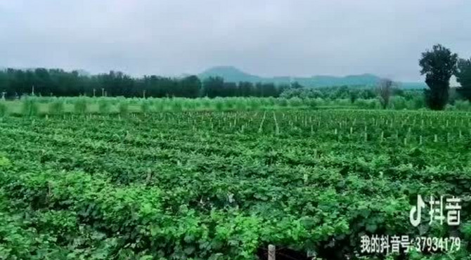 欧菲堡酒庄葡萄园雨后美景