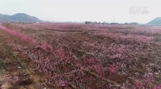 太美了！北京平谷万亩桃花“花海”