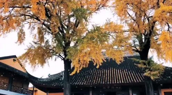 定慧寺银杏视频