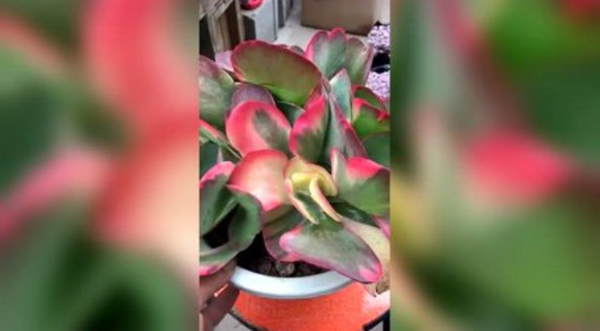 多肉植物超美季节，超美多肉