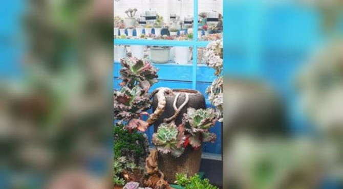 这颗算不算网红多肉植物