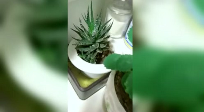 家里养的多肉植物，太有趣了