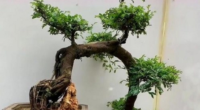 头一次见这样的金钱榆，这个悬崖式造型难得一见，不愧是精品！