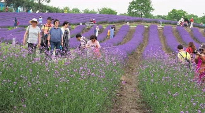 上海莫斯利安香草园