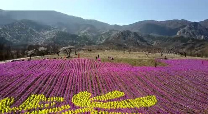 紫云台香草园风车杏花节