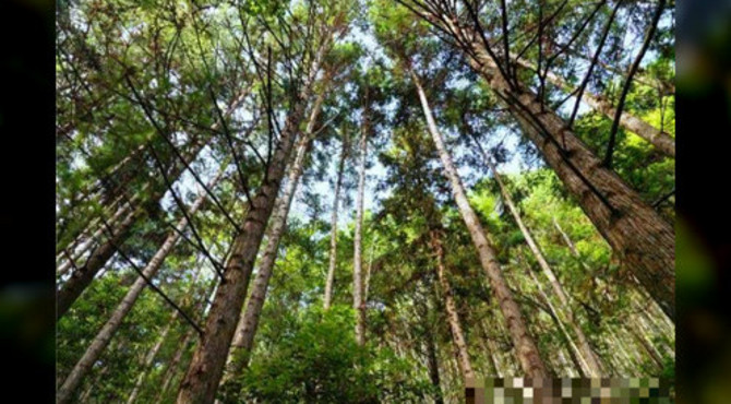 福建尤溪藏着一个原始热带雨林,大峡谷中成群猕猴出没,人迹罕至