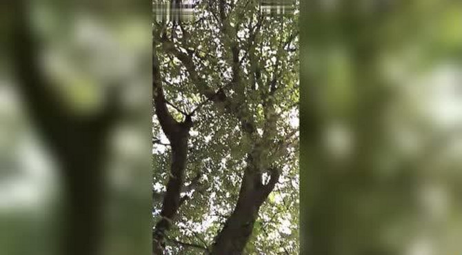 百年朴树-义乌瑞云寺