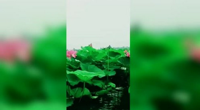 来看看荷花池吧！