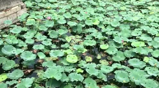 实拍！北京颐和园昆明湖畔荷花池：炎夏可采莲，莲叶何田田