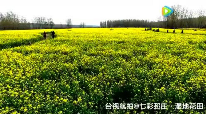 台视航拍@七彩邳庄·湿地花田