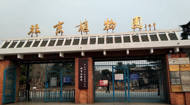 北京郊野植物园，银杏树下白果成堆，温室大棚中有大量珍稀植物
