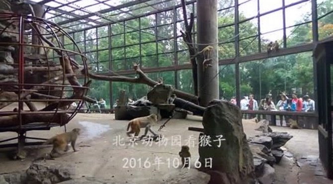 北京动物园看猴子