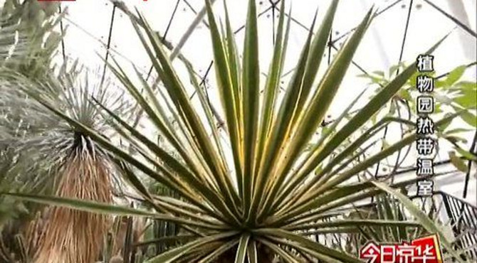 今日京华：植物园热带温室